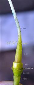 Pistil